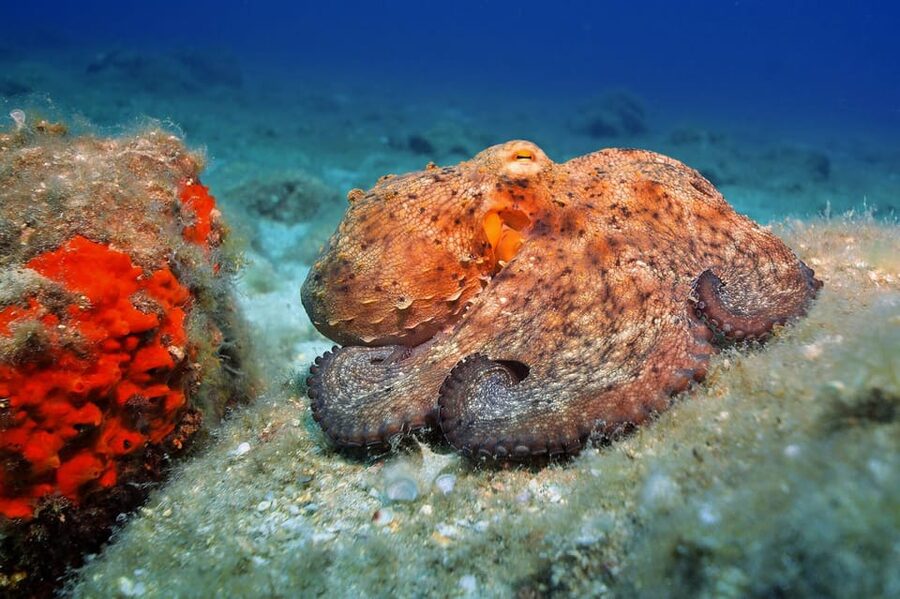 Gran Canaria: 3-Day Open Water Diver Course - First Atlantic descents around Gran Canaria