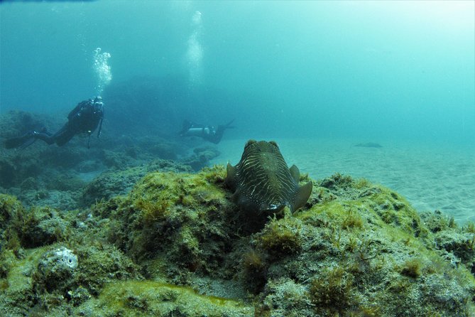 Gran Canaria 3 days / 6 dives in Various Locations - Key points to know before you book