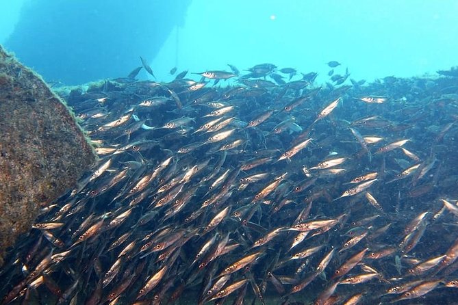 Gran Canaria 3 days / 6 dives in Various Locations - Safety, certification, and the pace of the group