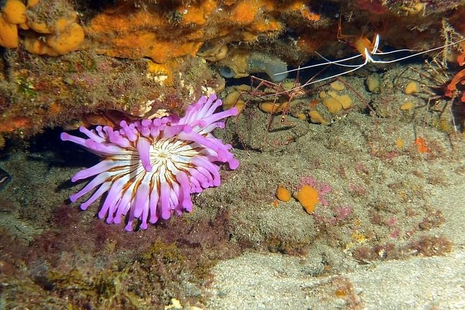Gran Canaria 3 days / 6 dives in Various Locations - Is $320.17 good value?