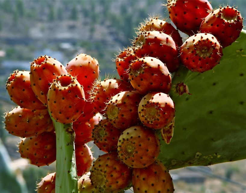 Gran Canaria: 6-Hour Teror and San Mateo Markets Tour - Two traditional markets in one six-hour outing