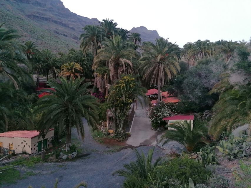Gran Canaria: Camel Ride at Camel Safari Park - The 30-minute route through the Oasis of the 1,000 Palms