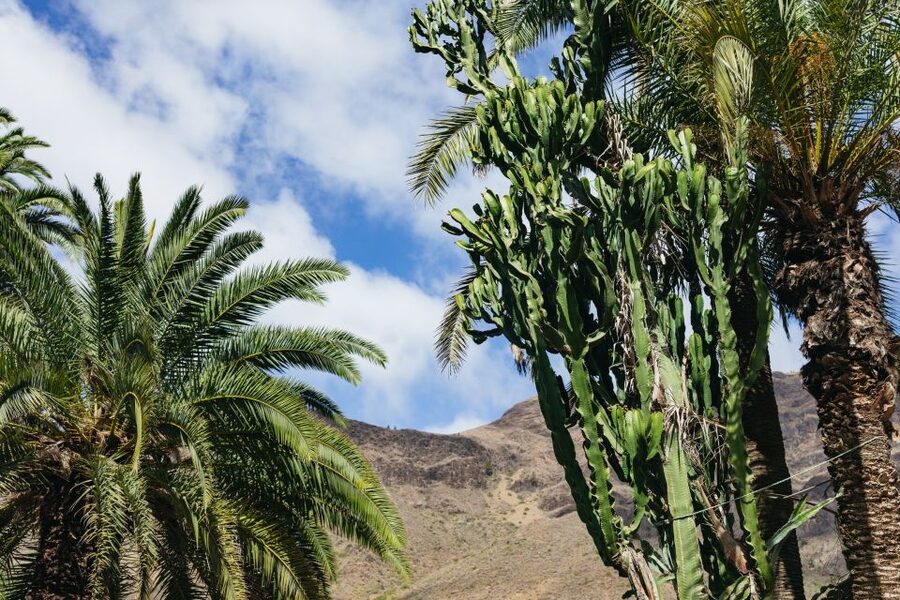 Gran Canaria: Camel Ride Safari w/ Optional Food & Transport - Practical booking advice for $50