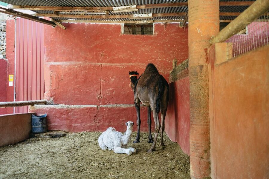 Gran Canaria: Camel Ride Safari w/ Optional Food & Transport - The heat, shade, and clothing issue