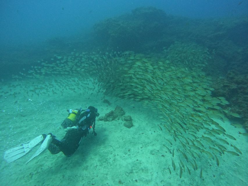 Gran Canaria: Discover Scuba Diving - Free Transfers - Pickup from six southern resort areas