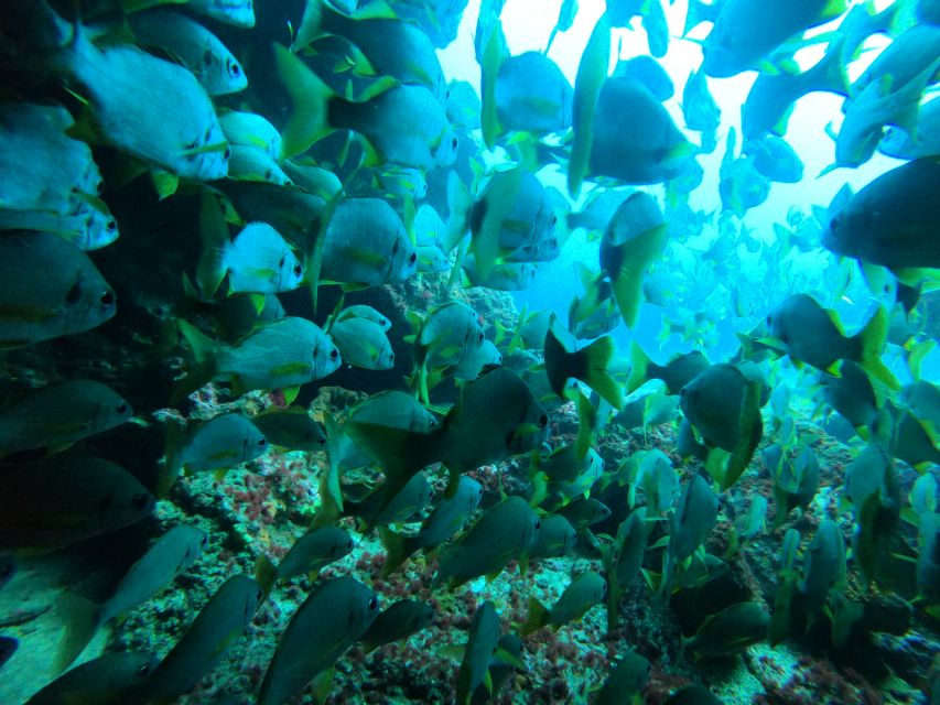 Gran Canaria: Discover Scuba Diving - Free Transfers - Timing your day around flights and lunch