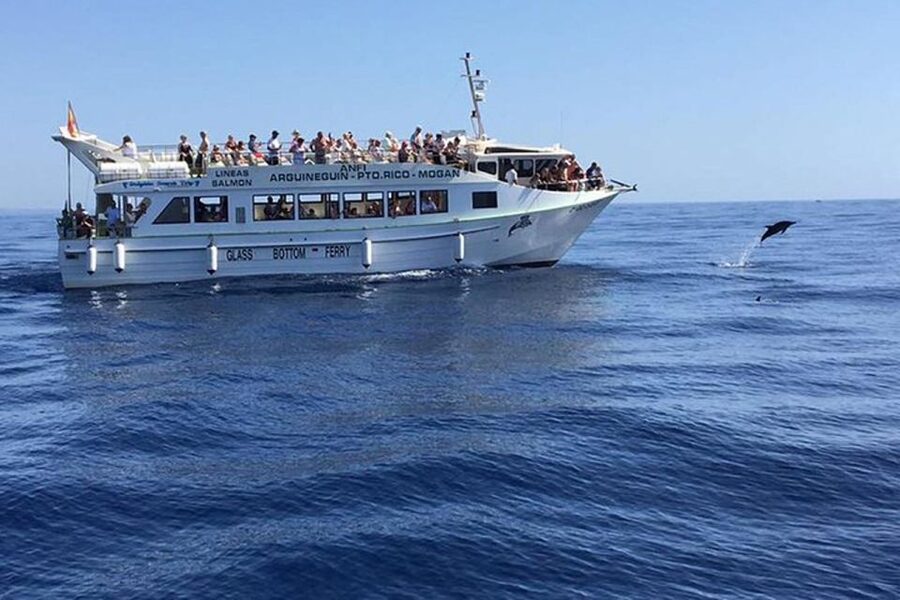 Gran Canaria: Dolphin and Whale Watching Cruise - Key points to know before boarding