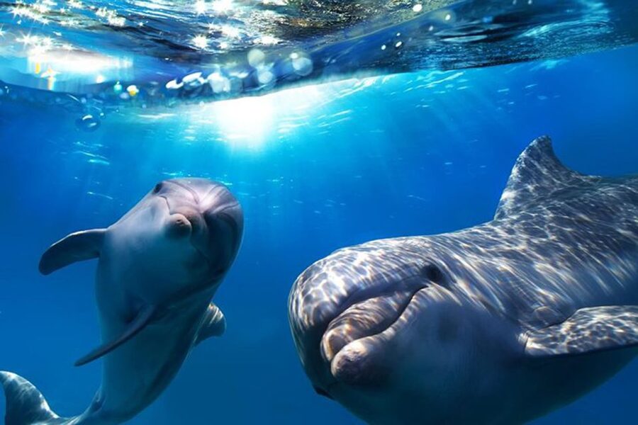 Gran Canaria: Dolphin and Whale Watching Cruise - Finding dolphins beside the boat