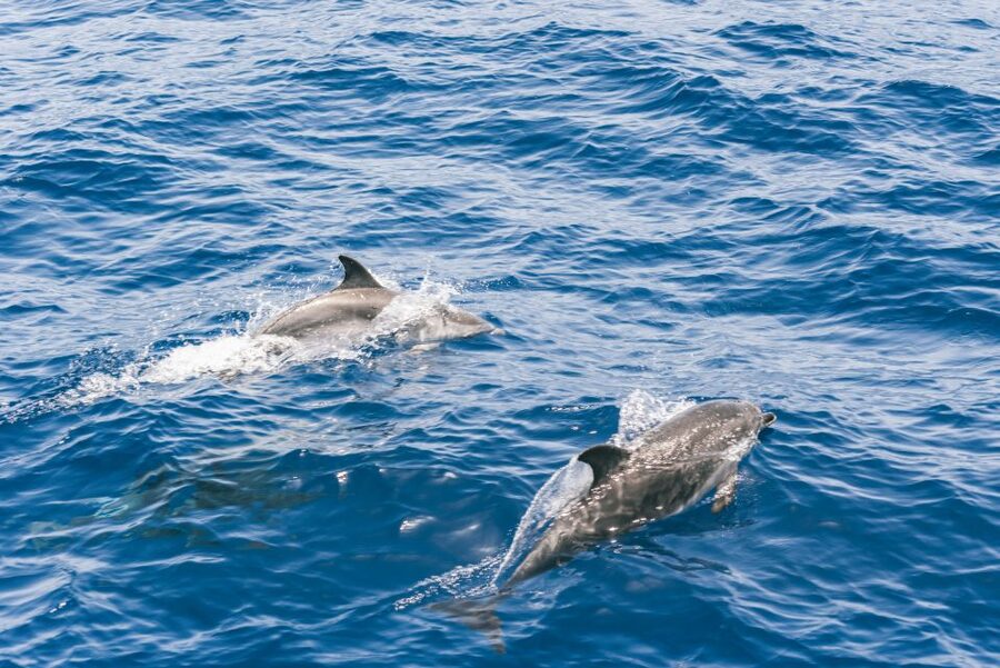 Gran Canaria: Dolphin and Whale Watching Cruise - Whales, turtles, and flying fish