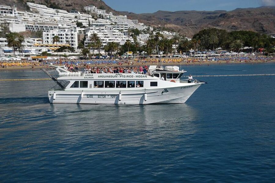 Gran Canaria: Dolphin and Whale Watching Cruise - Family appeal, with one important warning