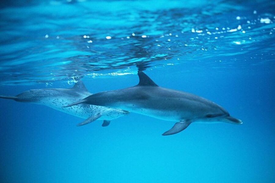 Gran Canaria: Dolphin and Whale Watching Cruise - Practical advice for a better morning