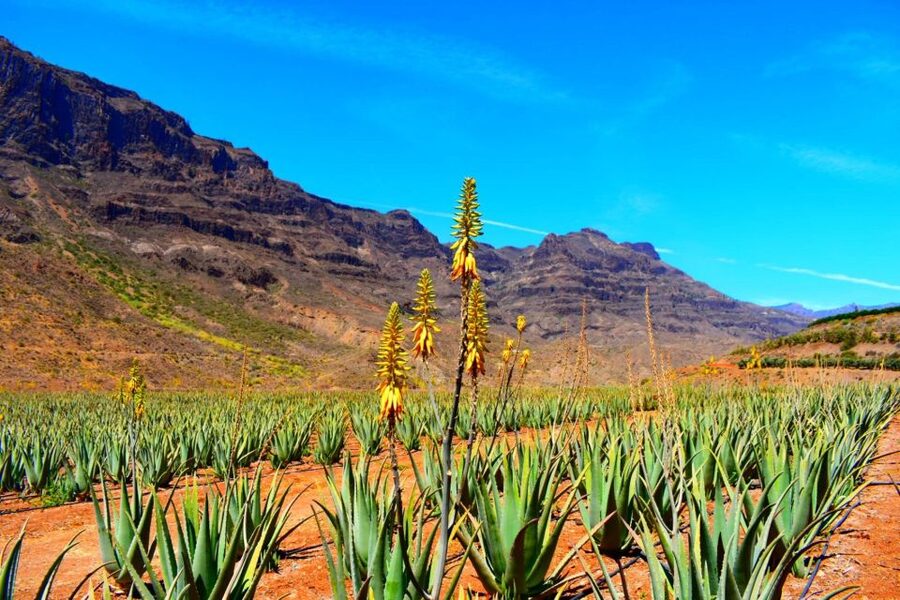 Gran Canaria: Full-Day VIP Tour by Bus - Pine forests, almond trees, and the island’s green center