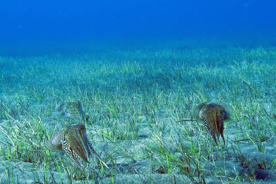 Gran Canaria:Live an Adventure and Learn to Dive with Expert - Key points at a glance