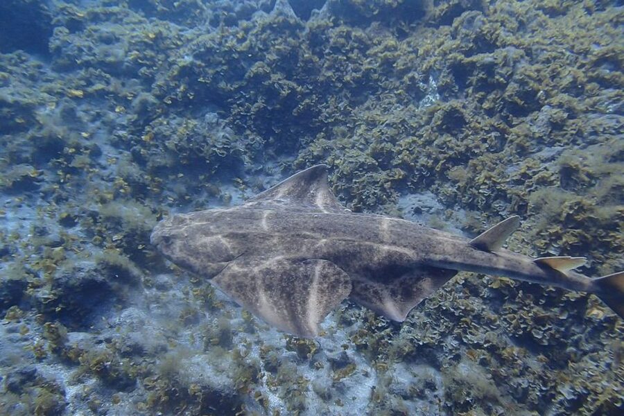 Gran Canaria:Live an Adventure and Learn to Dive with Expert - Why Playa de Amadores works for a first underwater lesson