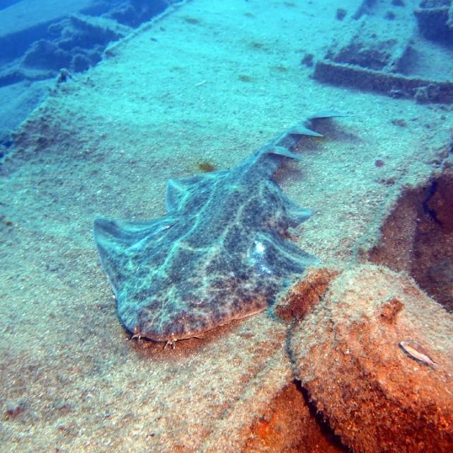 Gran Canaria: Morning Scuba Dive - Choosing Between Reef, Wall, Wreck, and Cave Sites