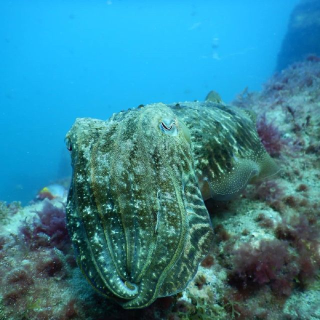 Gran Canaria: Morning Scuba Dive - Marine Life at Risco Verde