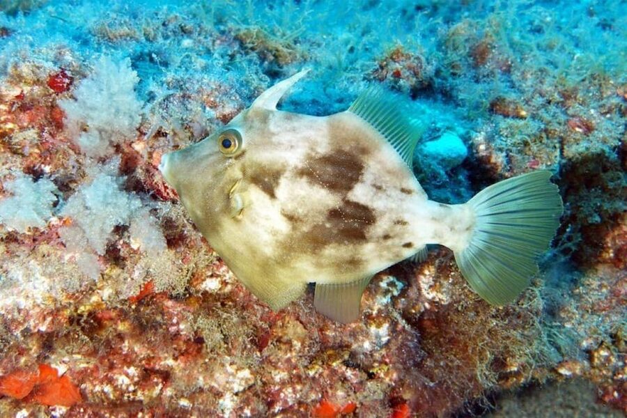 Gran Canaria: Scuba Diving for Beginners - Who will get the most from this experience