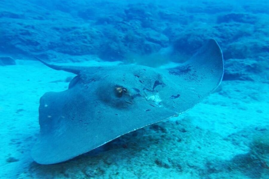 Gran Canaria: Scuba Diving for Beginners - What is included, and what is not