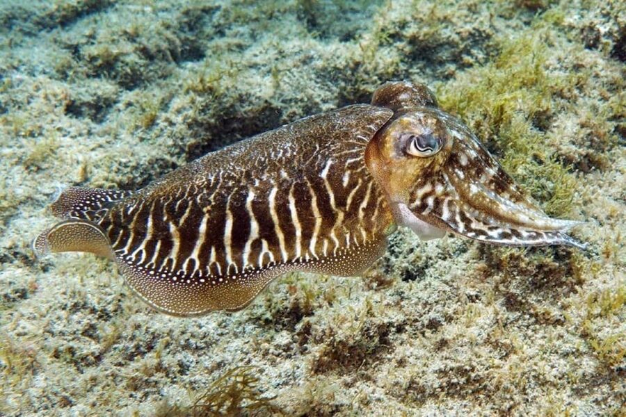 Gran Canaria: Scuba Diving for Beginners - The short lesson that makes the difference