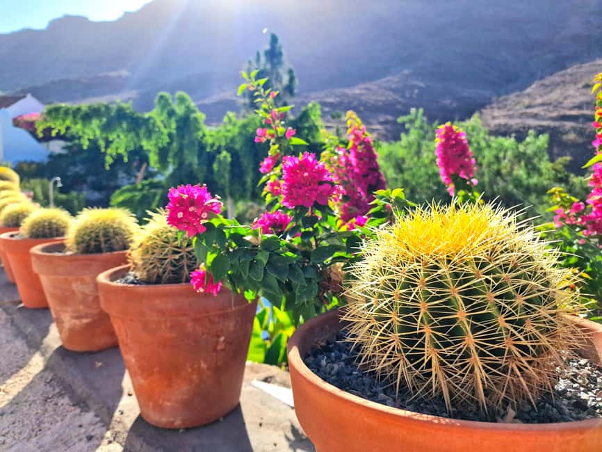 Gran Canaria: tasting wine & local cheese - Canarian cheese beyond the usual snack plate