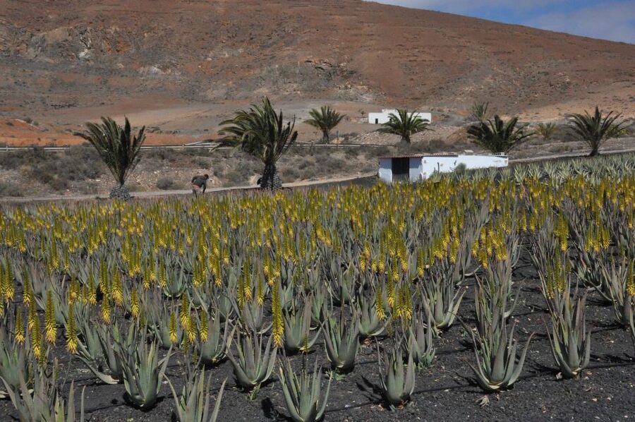 Gran Canaria Tour: Past and Present - Key points to know before booking