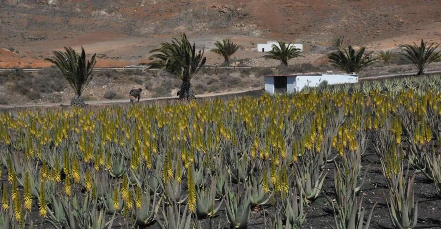 Gran Canaria Tour: Past and Present - Guayadeque Valley and the old cave homes