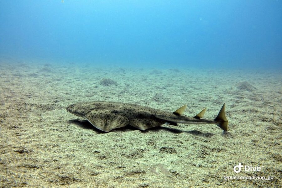 Gran Canaria: Try Scuba Diving for Beginners - One hour among Gran Canaria’s sea life