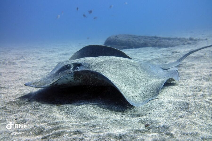 Gran Canaria: Try Scuba Diving for Beginners - Language, instructors, and the feel of the lesson