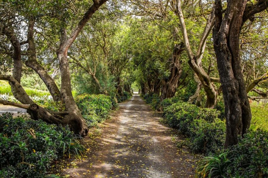 Gran Canaria: Winery Tour, Wine Museum, and Tasting - Key points to know before booking