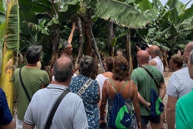 Guided tour of the Banana World - Key points before you book