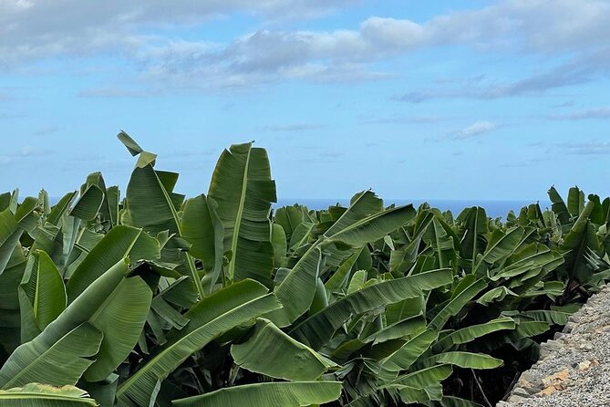 Guided tour of the Banana World - How long it takes and how the group size affects the visit