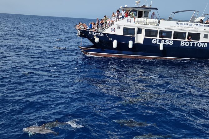 Half-Day Cruise Tour-Dolphin and Whale Watching - Key points to know before booking