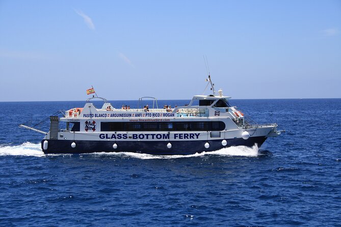 Half-Day Cruise Tour-Dolphin and Whale Watching - Practical ways to improve your morning
