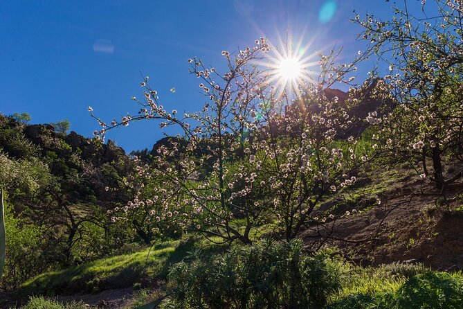 Hikes Roque Nublo - Walking to Roque Nublo Through Gran Canaria’s High Country
