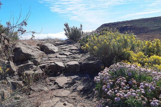 Hiking experience in the north of Gran Canaria - Flora, fauna, and the value of a good guide