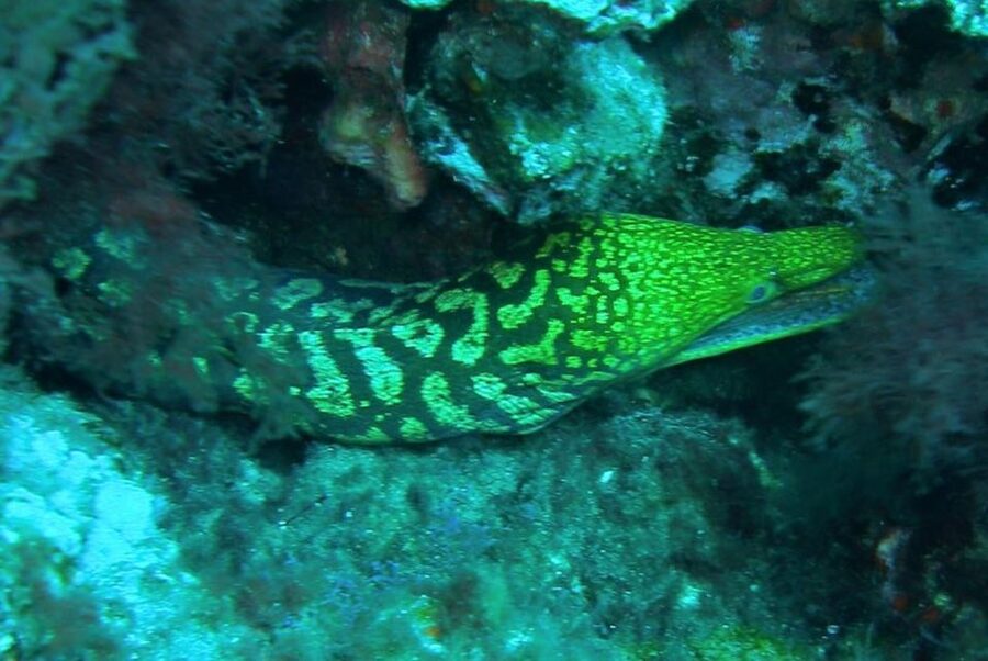 Las Canteras Scuba Diving - A first scuba lesson beside Las Canteras Beach