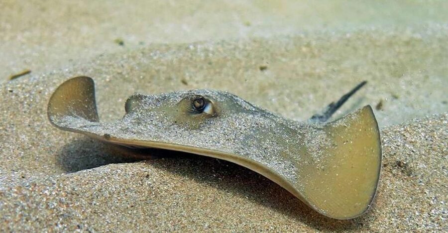 Las Canteras Scuba Diving - What you may see below the surface