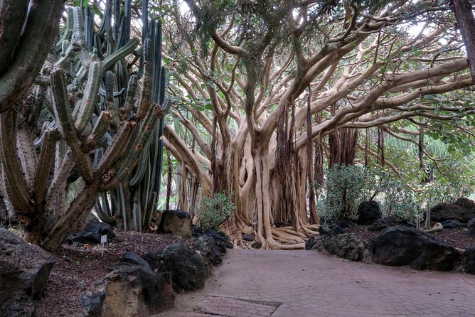 Las Palmas, Botanical Garden & Bandama Crater tour - Gran Canaria - Las Canteras and Las Arenas: your longest break