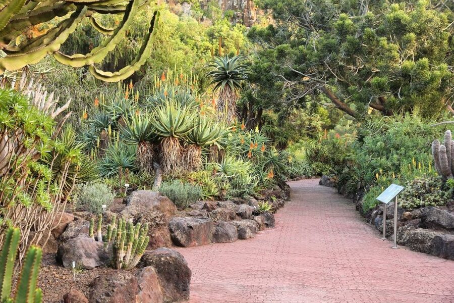Las Palmas, Botanical Gardens and Bandama Volcano Tour - The botanical garden in 45 minutes