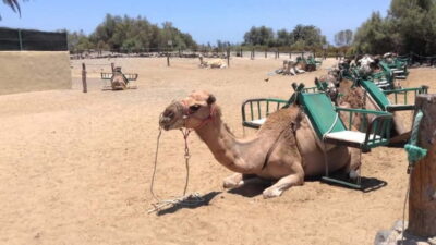 2-Seater E-Scooter Dunes Tour with Camel
