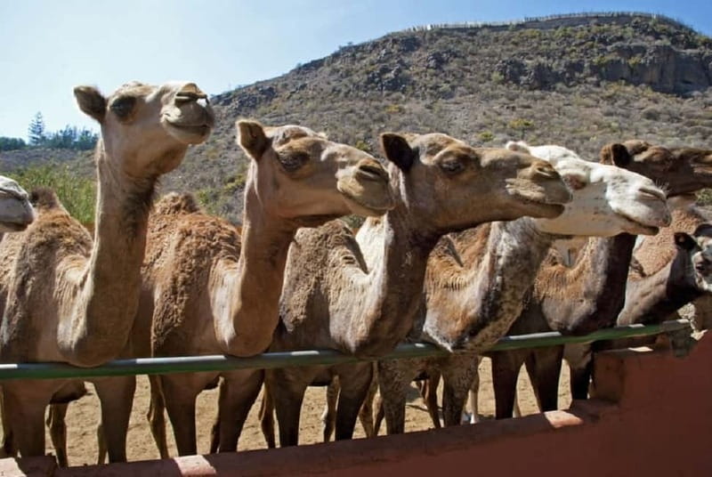 Maspalomas: 2-Seater E-Scooter Dunes Tour with Camel - Charca lagoon and the botanical garden