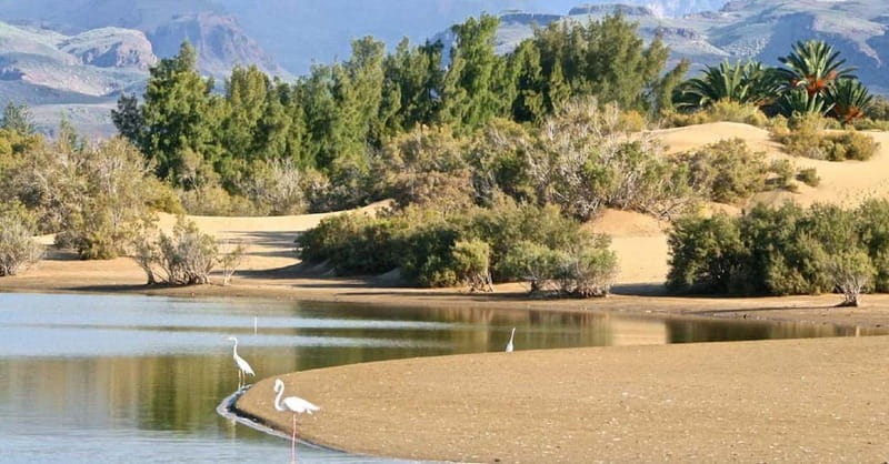 Maspalomas: 2-Seater E-Scooter Dunes Tour with Camel - What the $101 price includes