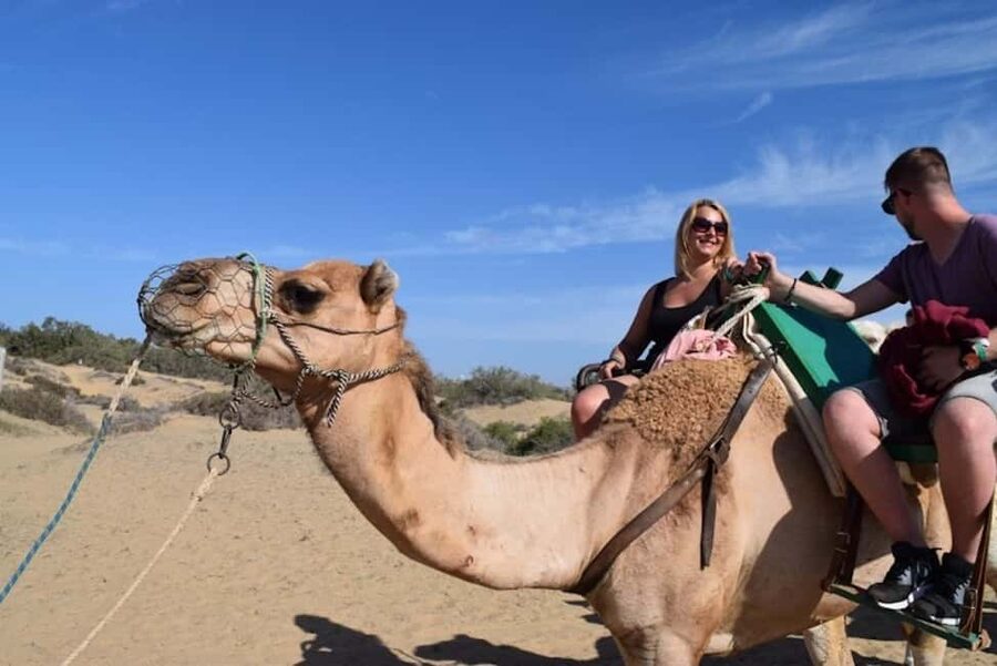 Maspalomas: Guided Camel Ride in the Maspalomas Sand Dunes - Thirty minutes among the Maspalomas dunes