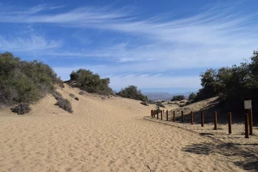 Maspalomas: Guided Camel Ride in the Maspalomas Sand Dunes - Animal care and what you should notice