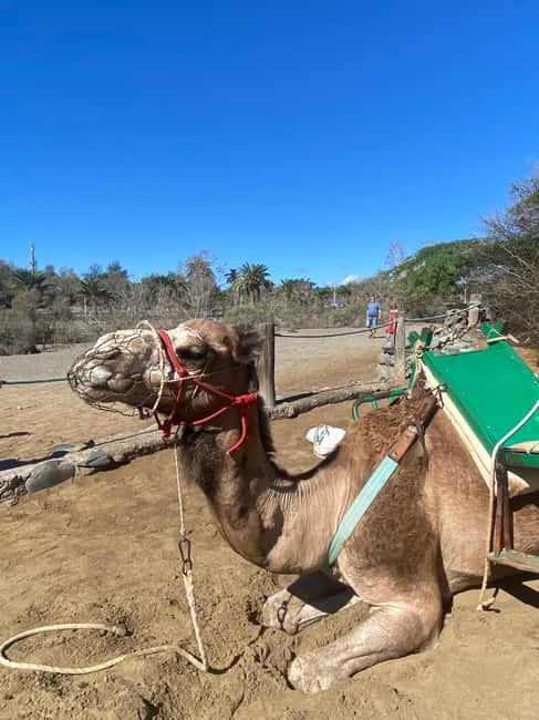 Maspalomas: Guided Camel Ride in the Maspalomas Sand Dunes - Practical clothing and sun advice