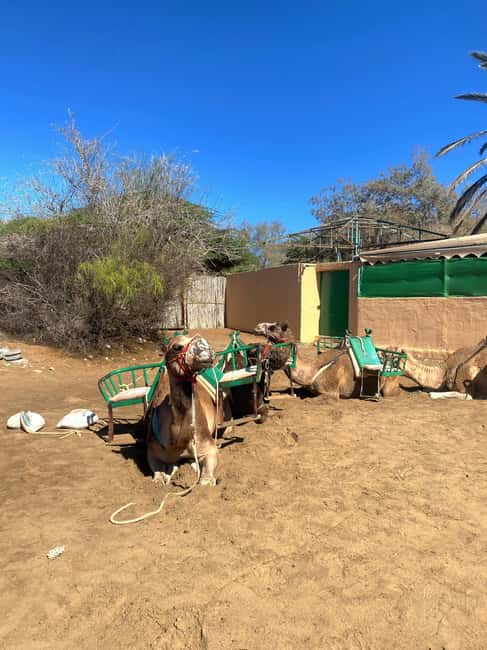 Maspalomas: Guided Camel Ride in the Maspalomas Sand Dunes - Who should book this camel ride?