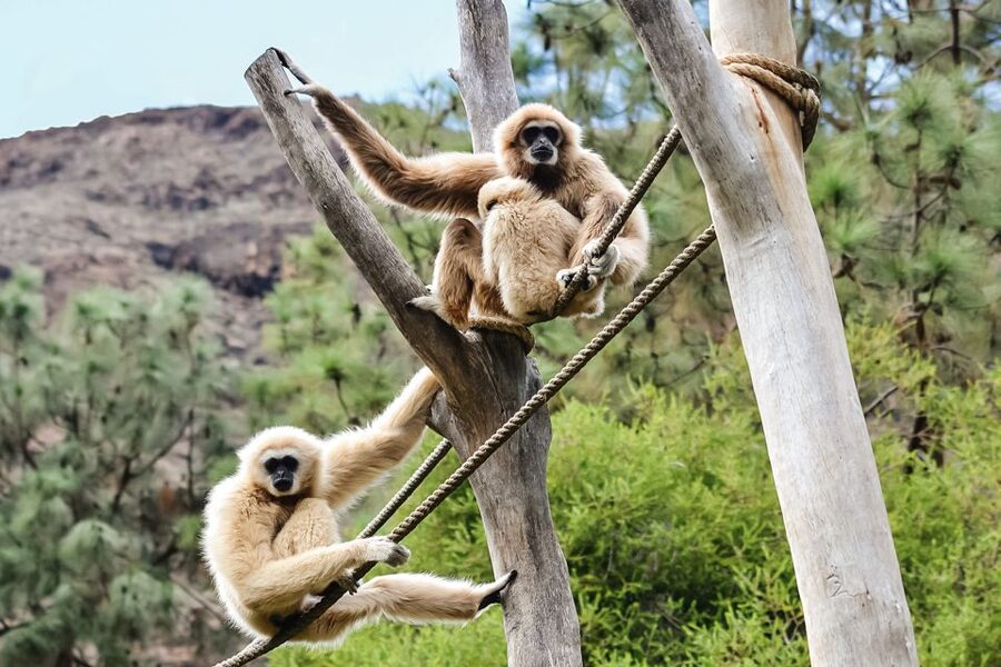 Maspalomas: Palmitos Park Ticket with Dolphin and Bird Shows - Key points to know before you go