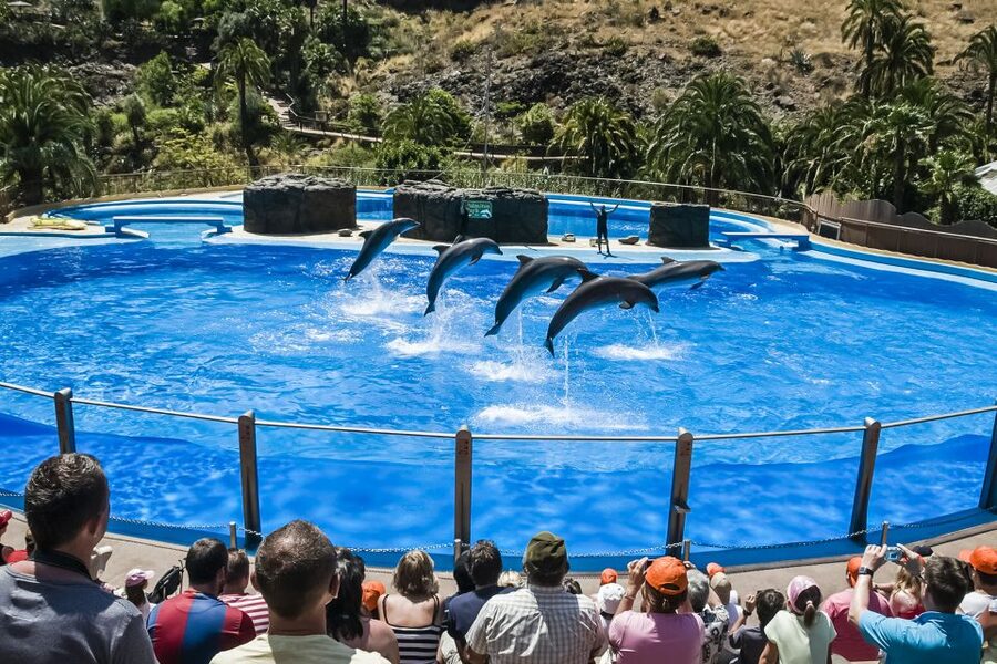 Maspalomas: Palmitos Park Ticket with Dolphin and Bird Shows - Start with the show schedule, not the animal map