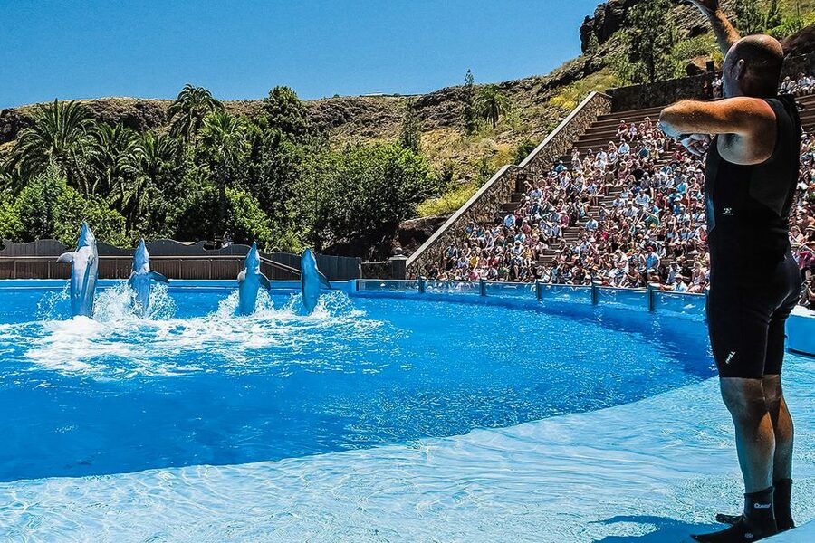 Maspalomas: Palmitos Park Ticket with Dolphin and Bird Shows - Parrots and exotic birds add variety