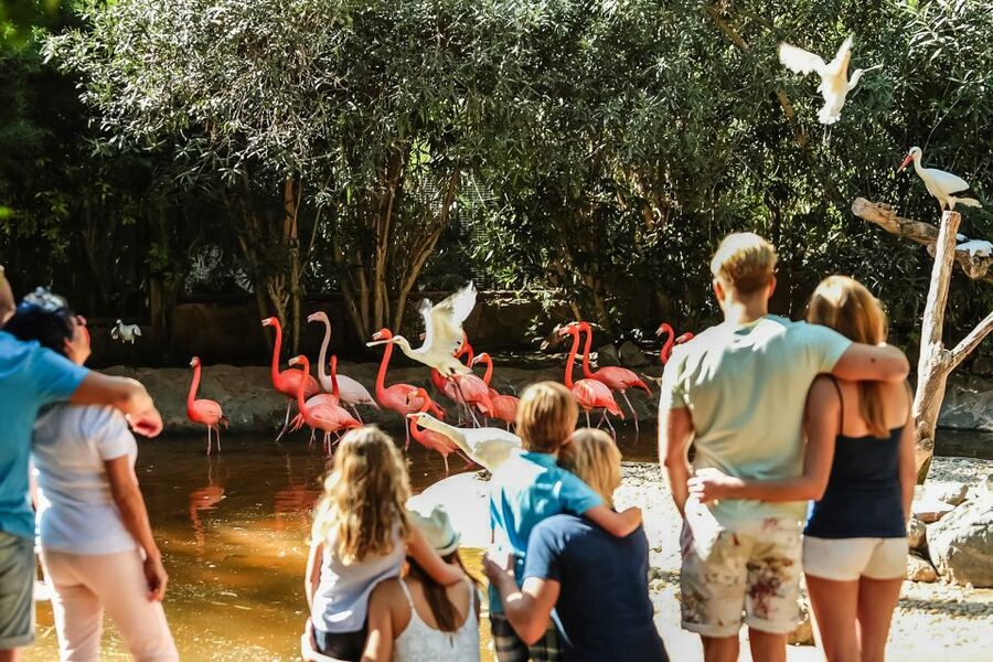Maspalomas: Palmitos Park Ticket with Dolphin and Bird Shows - The butterfly house and aquarium slow the pace